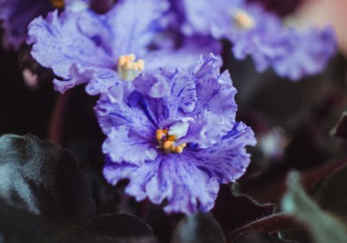 Soft violet lighting reflecting gentle morning practice light